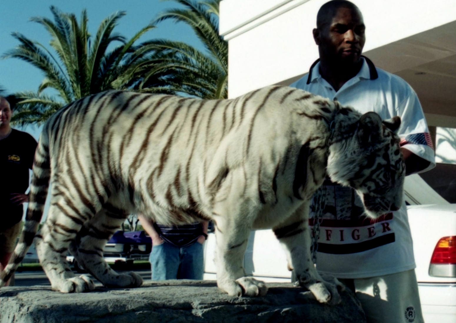 Майк Тайсон и тигры.